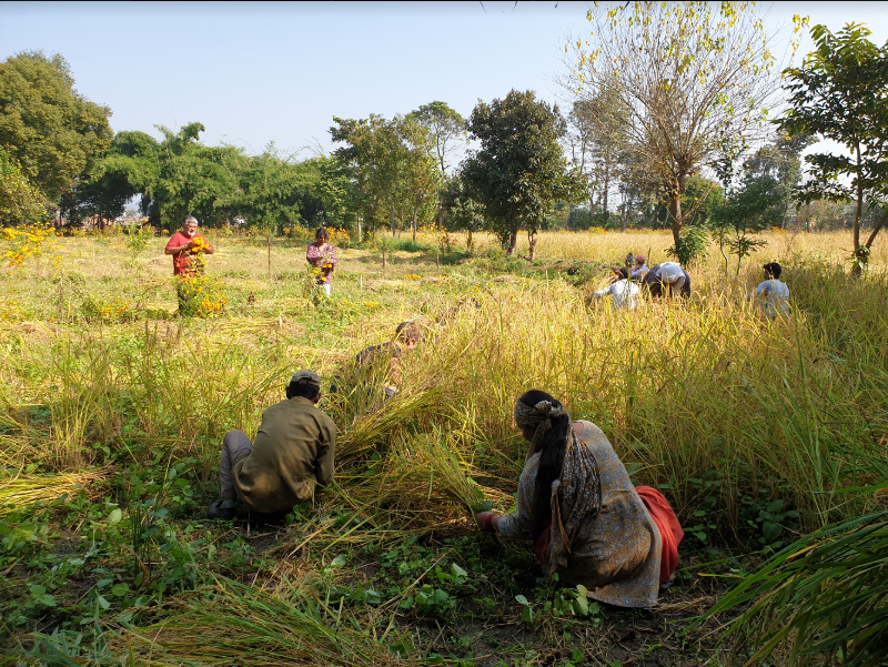 Navdanya - Biodiversity heroes of India